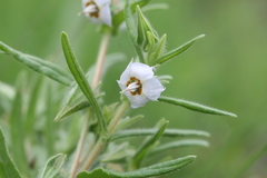 Trichodesma zeylanicum